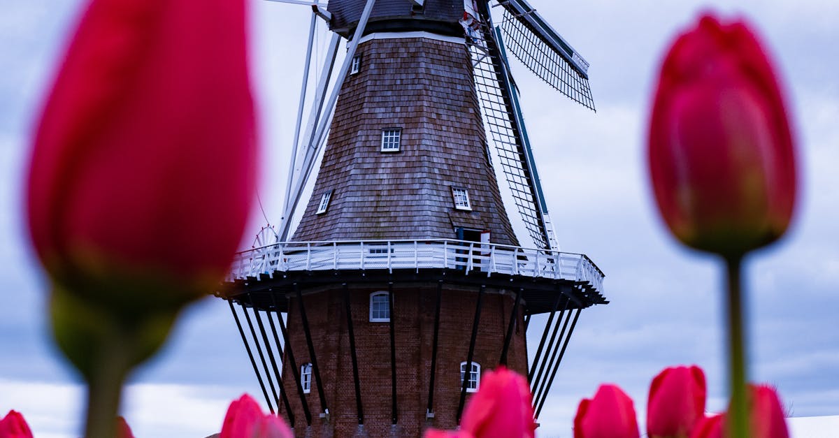 Beer Tasting Tours: Experience Haarlem's Local Breweries