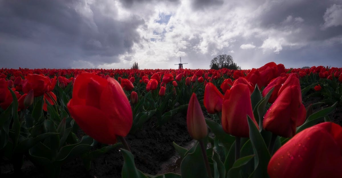 How to Choose a Conversation Partner Based on Your Learning Style