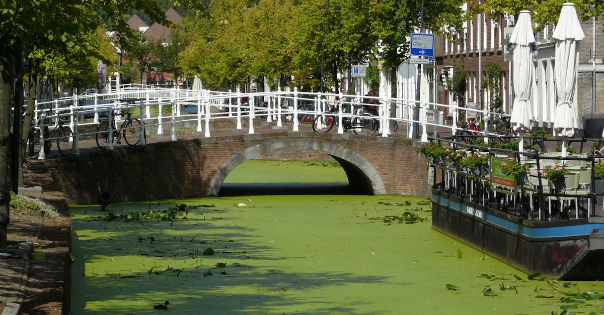 Student Reviews of Popular Online Dutch Course Platforms