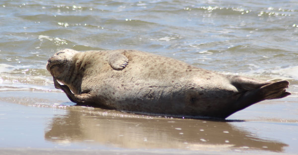 Top Online Platforms for Learning Dutch Effectively